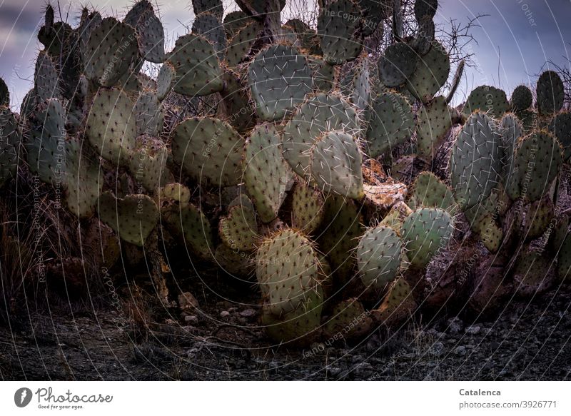 Prickly affair, Opuntia cacti Nature flora Plant cactus shoots prickles peak Long Desert Dry Green Orange stones Sky Evening