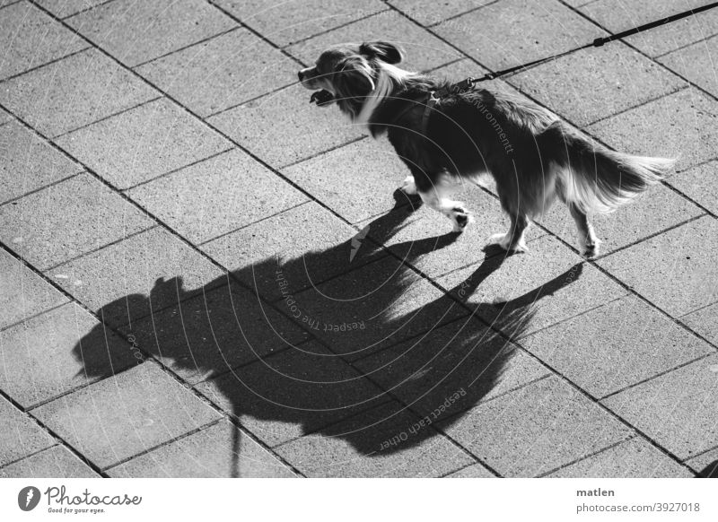 Dog on leash casts shadow Shadow view from above pavement Black & white photo Animal Exterior shot Deserted