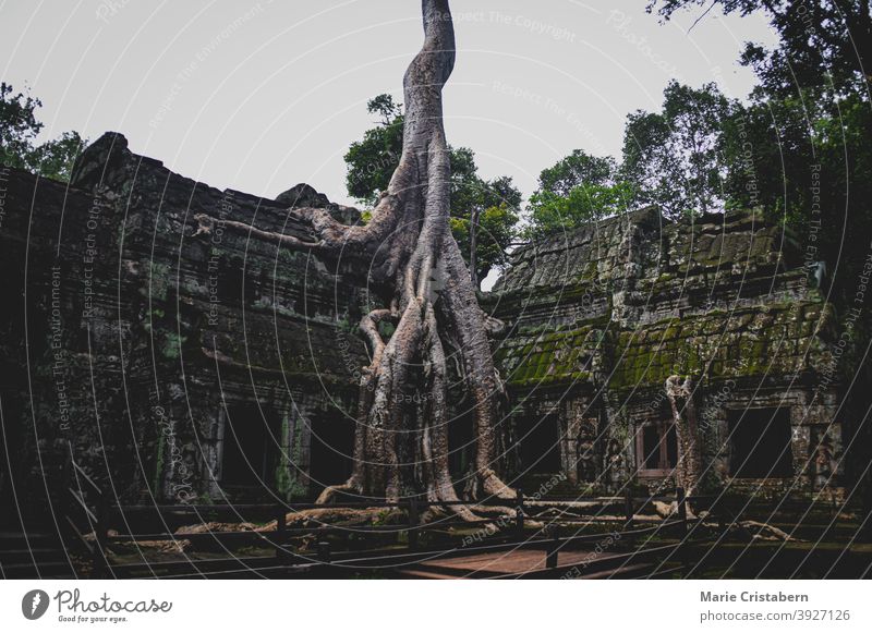 Banyan tree in the famous Ta Prohm in Angkor Archaeological Park, Krong Siem Reap Cambodia angkor archaeological park ta prohm temple siem reap cambodia