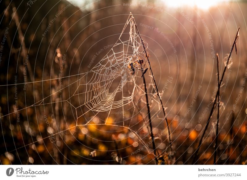 Indian summer...for willma;)) Seasons Winter Autumn Forest Work of art spiderweb Dreamily Back-light Light Field Flower Twigs and branches Garden Meadow Sunrise