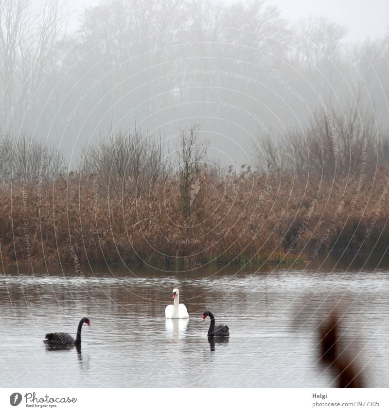 Swan Lake - two black and one white swan swimming on a pond on a foggy December morning Black Swan Animal Bird Pond Fog morning of fog Winter Cold chill Idyll