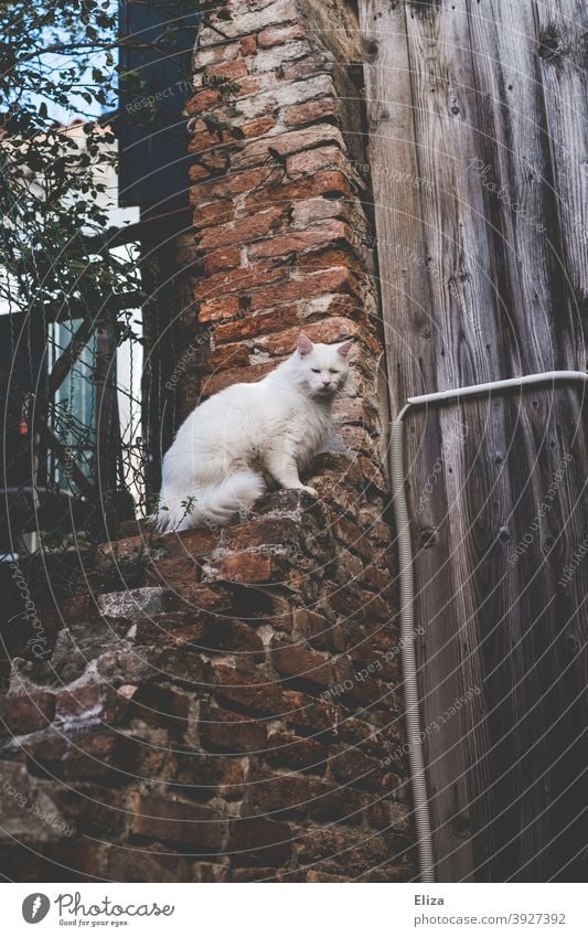 White cat sitting outside on a ledge of a wall Cat Wall (barrier) freigänger projection on a wall Animal Pet Observe heightened Above Sit brick wall
