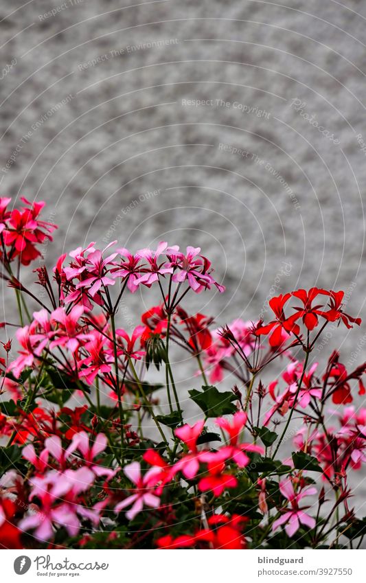 The Power Of Colors flowers Contrast blossom Red Pink Plant Green leaves petals Wall (barrier) Gray Gloomy Spring naturally Garden Flower Close-up pretty