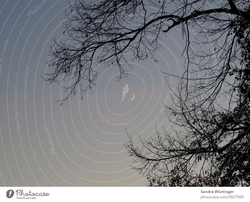 Crescent moon in the dusk, framed by wintry branches crescent moon evening mood Winter Sky Nature Landscape Twilight Evening Sunset Moon Dusk Horizon