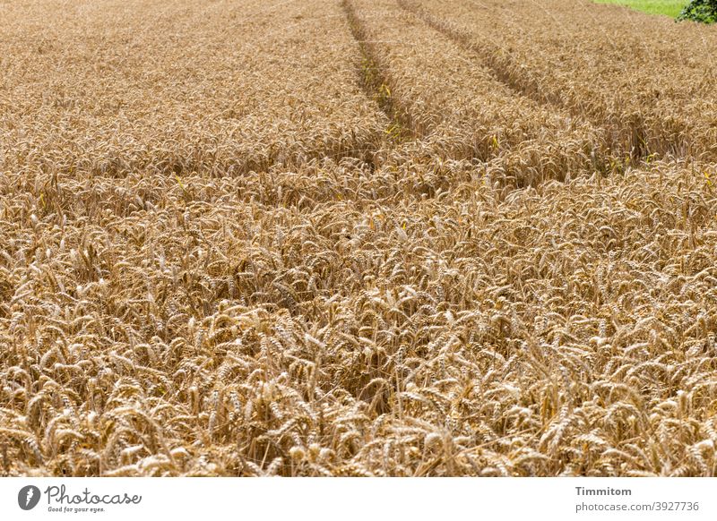 Traces in the grain field Grain Grain field Tracks vehicle tracks Field Agriculture Nature Agricultural crop Ear of corn