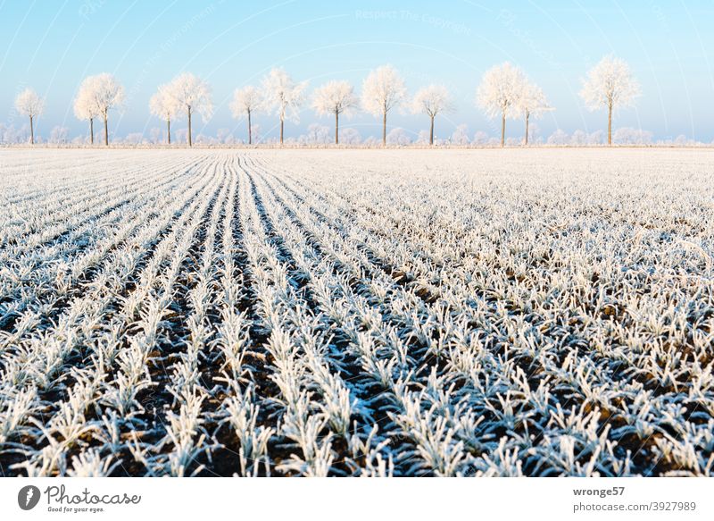Delicate dream of hoarfrost on trees and fields under blue sky Gorgeous winter fairy tale Hoar frost chill Winter Cold icily Field Edge Bördeland