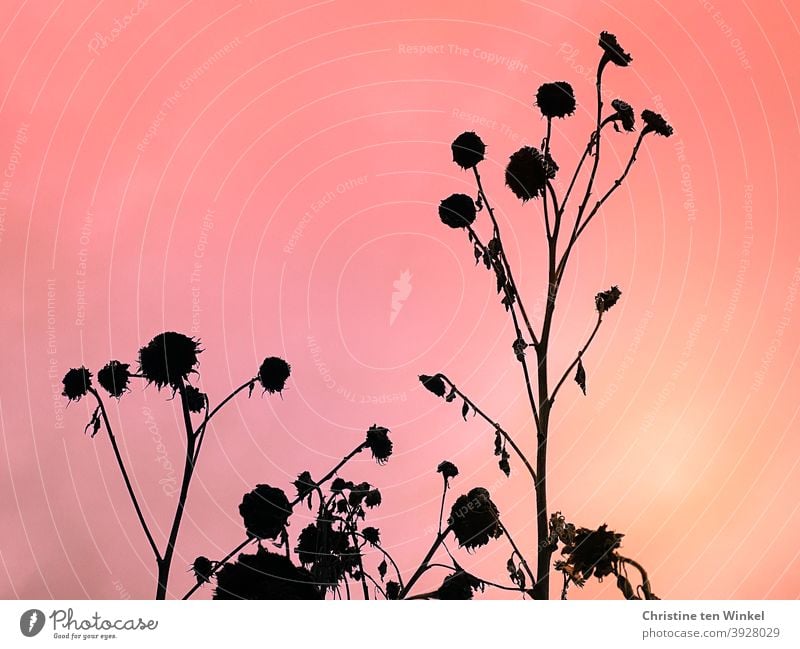 The silhouettes of faded sunflowers against pink orange background. Sunset mood. Sunflowers Faded plants transient Transience Autumn pink background