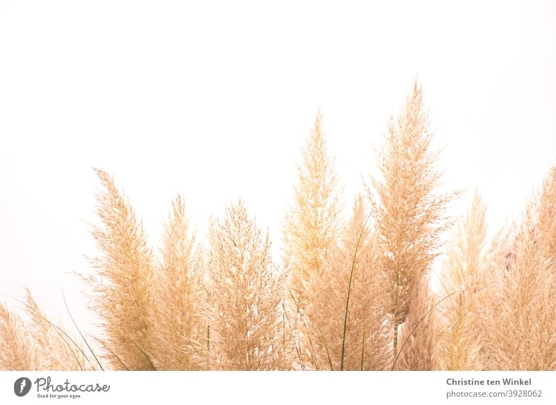 Pampas grass against light background with free space for text grasses Nature Delicate bright background Copy Space top grass fronds Plant Exterior shot