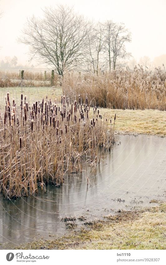 Winter rest at the pond Frost Hoar frost Cattail (Typha) Lamp Cleaners Water ponds meadows trees frozen dormant Idyll enchanted Nature reed Typha maxima Habitat