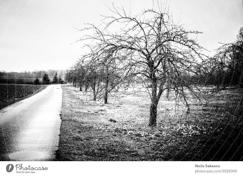 apple garden near country road. apple trees in winter with apples in grass. not harvested unnecesary fruits Apple tree Apple harvest abandoned rotten rotting
