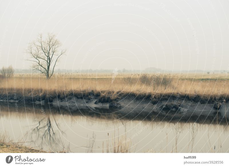 the bare tree is reflected in the river, the grasses on the bank are withered - winter in the lowlands Grassland Brown Tree bare trees Branches and twigs Wümme