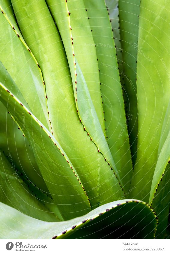Succulent plant close-up, thorn and detail on leaves of Agave plant succulent agave leaf green white wax silvery gray beautiful nature texture symmetrical