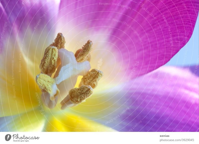 An opened tulip with stamens Tulip Stamp Pollen Spring Spring fever Pink Yellow Plant Blossom Flower Nature Blossom leave Stamen xenias Stylus carpel tulipa