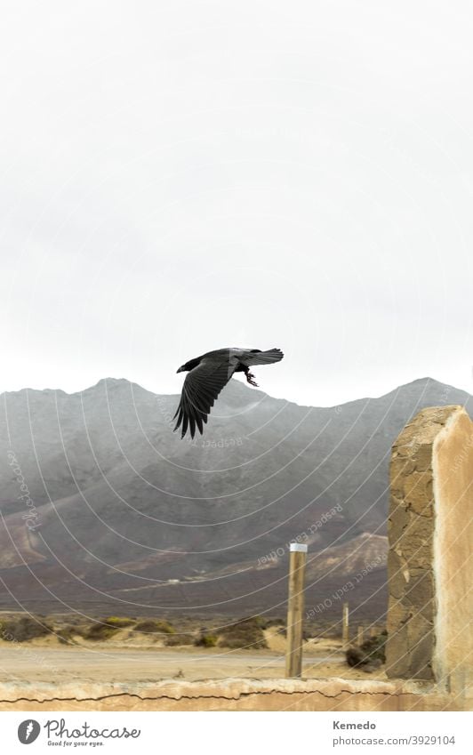 Beautiful raven flying in a desert landscape with the mountains in the background. crow black scenery mountainous wild wilderness sand fog winter cloudy