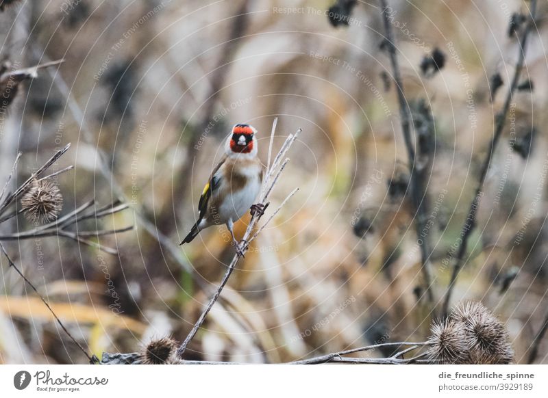 Goldfinch in winter goldfinch Finch Bird Flying Red Animal Nature Exterior shot Wild animal Day Animal portrait Sit Small Cute Close-up Colour photo Branch