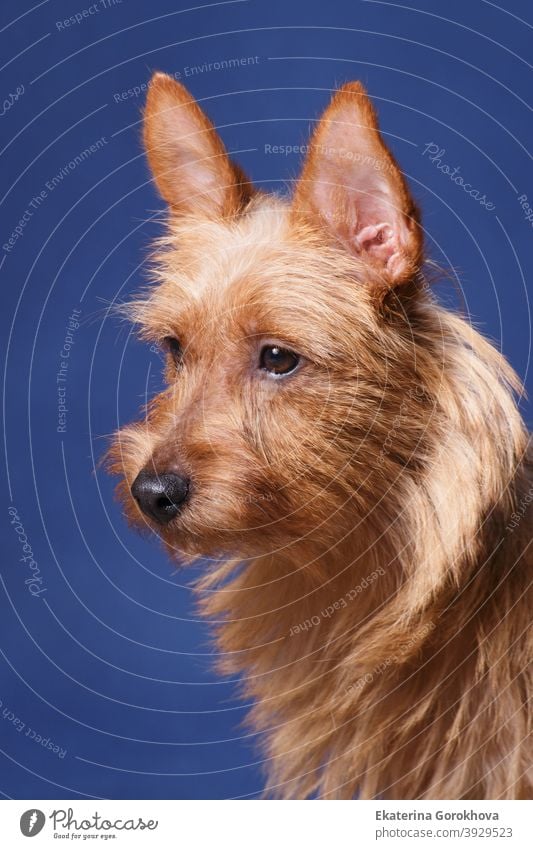 Sunny dog Australian Terrier on a blue background Dog animal pet terrier red australian terrier sunny indoors studio bright beautiful wire-haired hunting guard