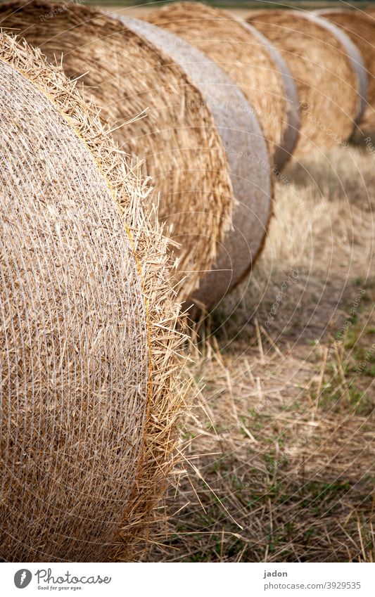dreaming a little of summer. Field Summer Agriculture Harvest Nature Landscape Bale of straw Meadow Yellow Deserted Straw sunny weather Roll Row Lie Round