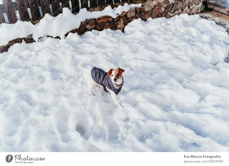 portrait outdoors of a beautiful jack russell dog at the snow wearing grey coat. winter season playing playful cute small sunny mountain cold frosty wintery