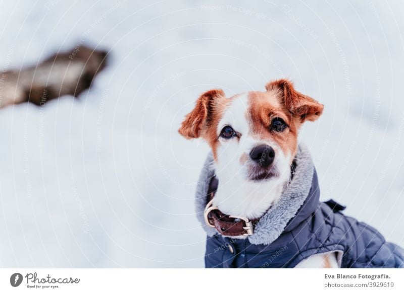portrait outdoors of a beautiful jack russell dog at the snow wearing grey coat. winter season playing playful cute small sunny mountain cold frosty wintery