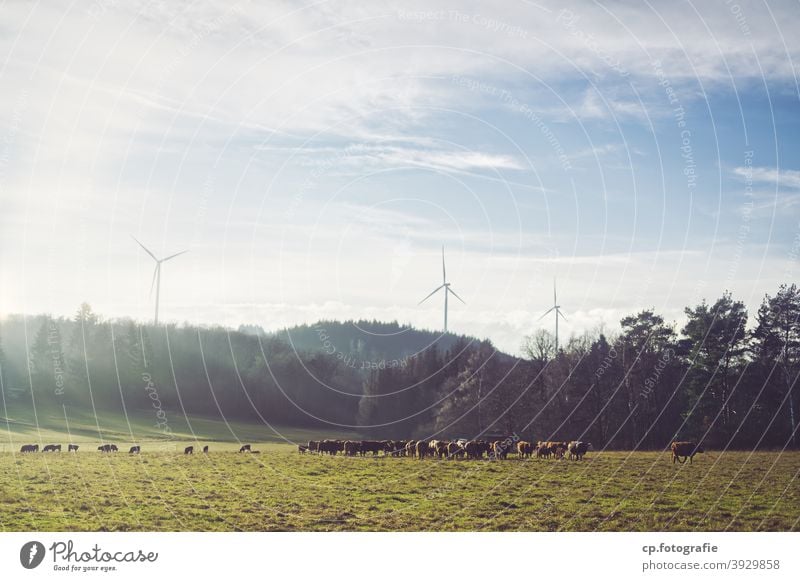 Herd of cattle in front of three wind turbines Pinwheel cows Forest Willow tree Sunlight Winter Landscape Clouds Deserted eco-power climate-damaging