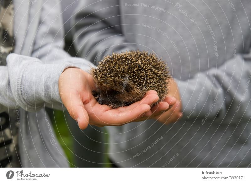 Little hedgehog in children's hands Hedgehog Animal Wild animal Thorny Nature stop Hand Child Small Cute Garden Autumn