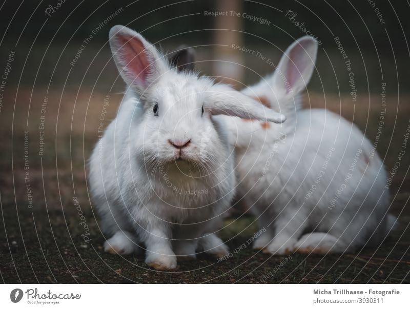 White dwarf rabbits Dwarf Rabbits Pygmy rabbit hares Head eyes Nose Muzzle ears floppy ears paws Pelt Cute inquisitorial Looking Observe look at Pet Small cute