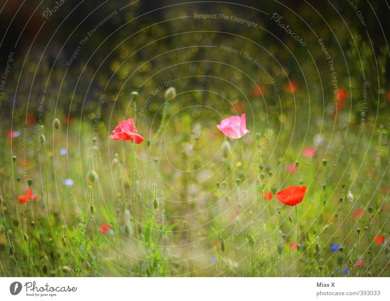 poppy field Plant Summer Flower Blossom Meadow Blossoming Fragrance Growth Multicoloured Poppy field Colour photo Exterior shot Deserted Copy Space top