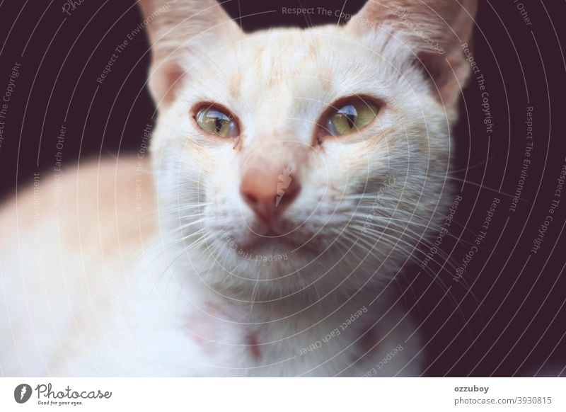 portrait of cat Cat Animal Animal portrait Domestic cat Pet Cat eyes Animal face Looking Cat's head Whisker Mammal Eyes Watchfulness 1 Cute Colour photo