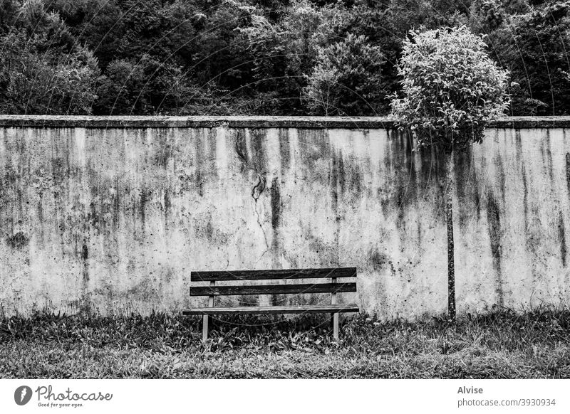 bench and tree one empty furniture front hardwood isolated ornament seat stained single peaceful solitude death sit tranquility passage worry hurt distress