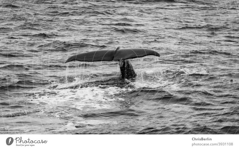 Whale fluke black and white walfluke whale fin Black & white photo Ocean Water Animal Nature Dive Exterior shot Vacation & Travel Marine animal Adventure Trip