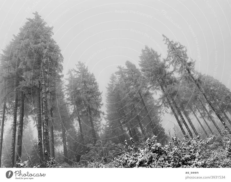 Firs in the fog First Snow Fog Gray somber Worm's-eye view Black & white photo Tall Ghostly Exterior shot Winter Tree Cold Nature Deserted Forest White