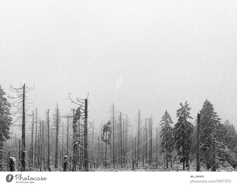 Forest dieback in the fog Forest death silhouettes Tree Nature Environment Exterior shot Tree trunk Deserted Wood Forestry Climate change
