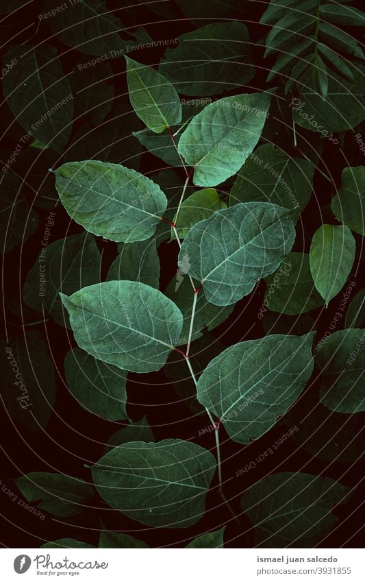 green plant leaves in the nature, green background leaf garden floral natural foliage decorative decoration abstract textured freshness outdoors beauty