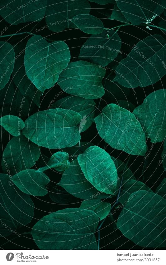 green plant leaves, green background leaf garden floral nature natural foliage decorative decoration abstract textured freshness outdoors beauty fragility