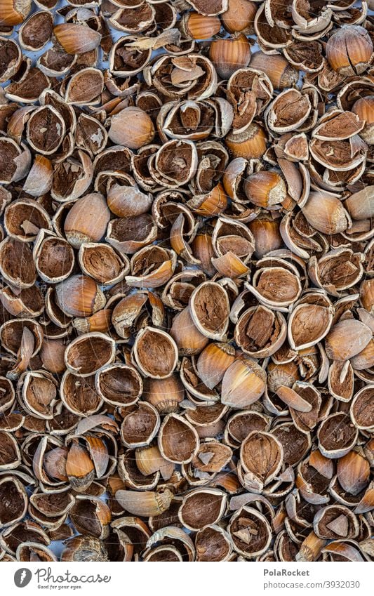 #S# Nutshells II Hazelnut hazelnuts Hazel brown waste Christmas & Advent Brown Many Food Close-up Deserted Vegetarian diet
