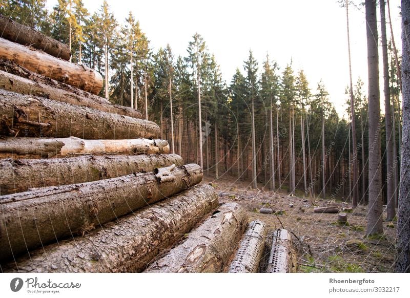 felled trees are stored at the edge of the forest Wood Firewood Forest Coniferous forest Tree Nature Forestry Rhön Thuringia Tree trunk Environment Climate