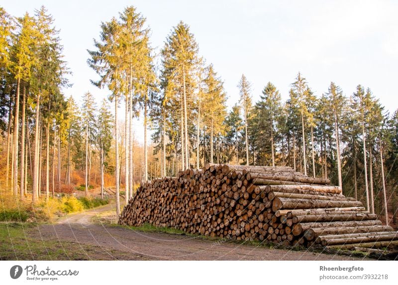 Firewood stored by the wayside after a drought Wood Energy renewable off Wayside Forest forests Mixed forest Coniferous forest Coniferous trees Tree trunk