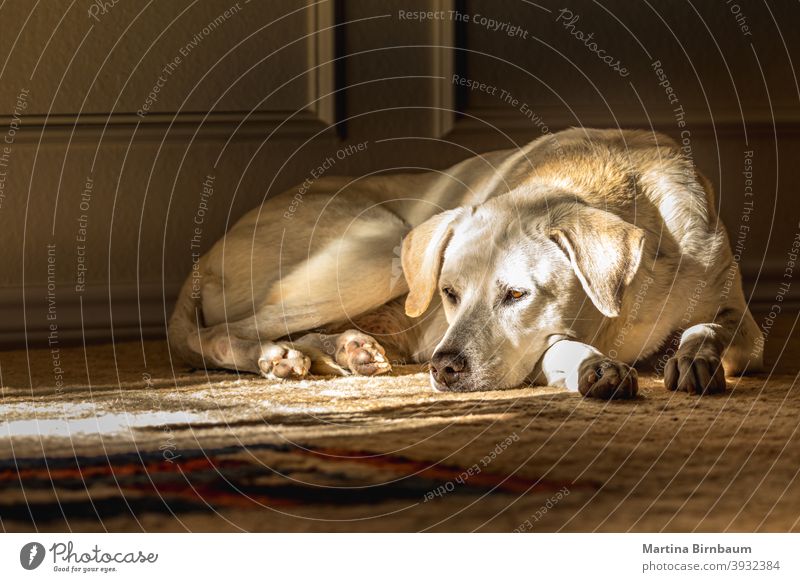 Portrait of a blonde female Labrador Retriever indoors laying on a carpet home puppy retriever labrador mammal purebred dog animal canine adorable