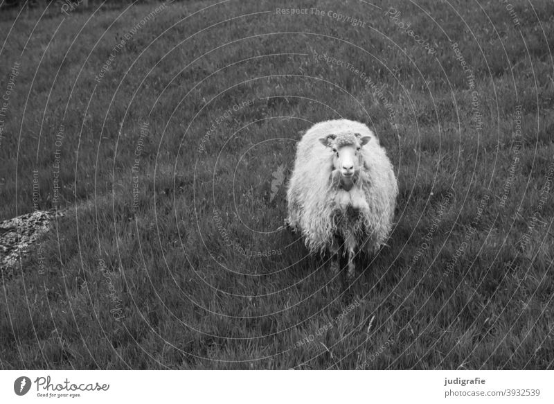 Sheep in the Faroe Islands Animal Pet Farm animal livestock farming Wool sheep's wool Meadow Willow tree Nature Grass Agriculture Mammal animal portrait Pelt