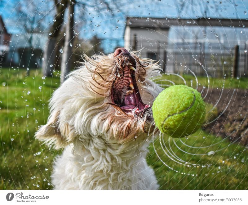 Dog catching wet ball with open mouth Dog playing Catch dog Dog ball Mouth open Open Tennis ball Water Wet dog training Animal Pet Funny Outdoors