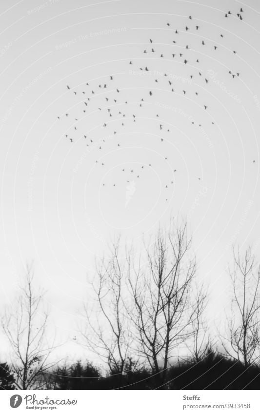 the point birds search for meaning Meaning Infinity Poetic Nordic Longing poetry nostalgically wistfully poetry in everyday life Flock of birds Easy Ease