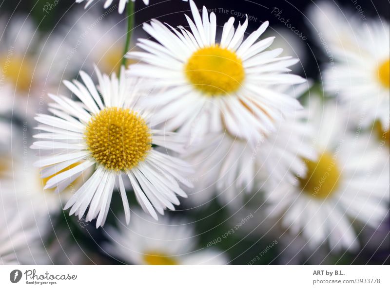 Professional weed, unknown medicinal herb, Erigeron annuus, white, yellow, often determined in the garden as weed Weed occupational weed Plant Garden diuretic