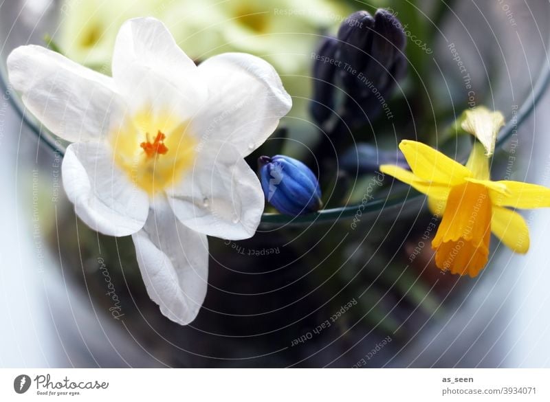SPRING MESSENGERS daffodil Crocus Blossom Spring Flower Plant Nature Colour photo Yellow Wild daffodil Blossoming Deserted Macro (Extreme close-up)