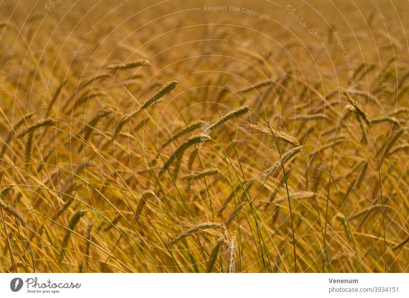 ears of grain in the summer cereal green germany luckenwalde field crop fields agriculture farming husbandry agronomy agricultural sector industrial agriculture