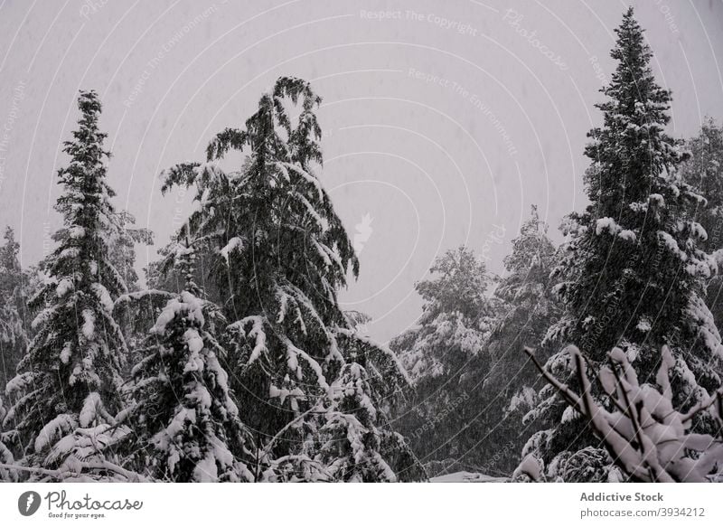 Snowy trees in winter forest snowfall spruce woods wonderland scenic white nature season environment coniferous evergreen tall scenery cold picturesque