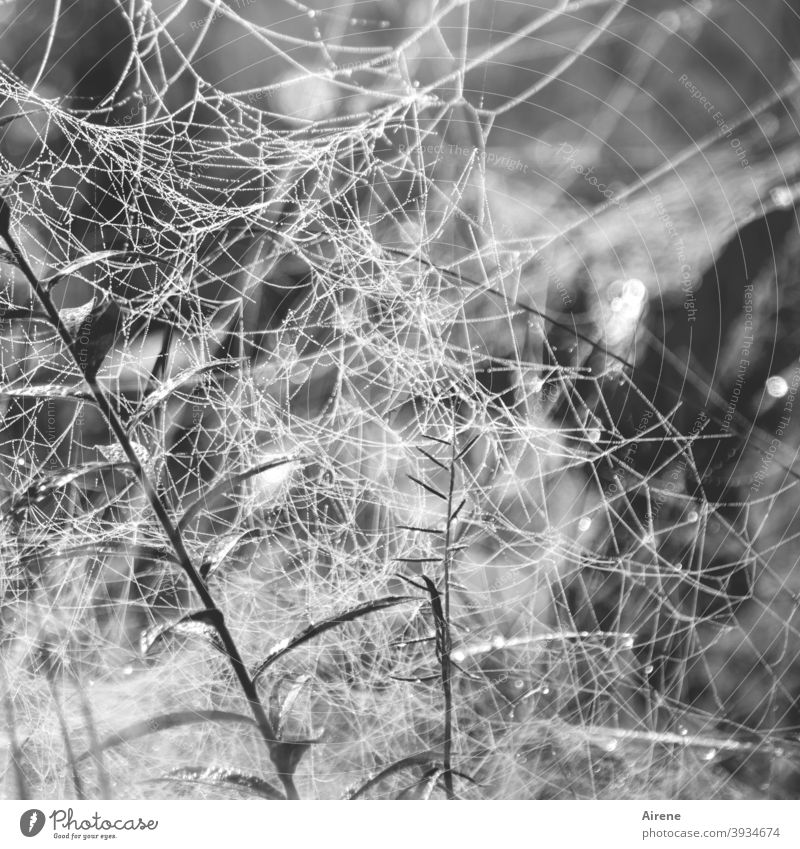 Dangers on the net Spider's web Net Plant Cobwebby Web design Bright Delicate spun Dew Light Sunlight peril Network weave light points kind grasses plants Weave