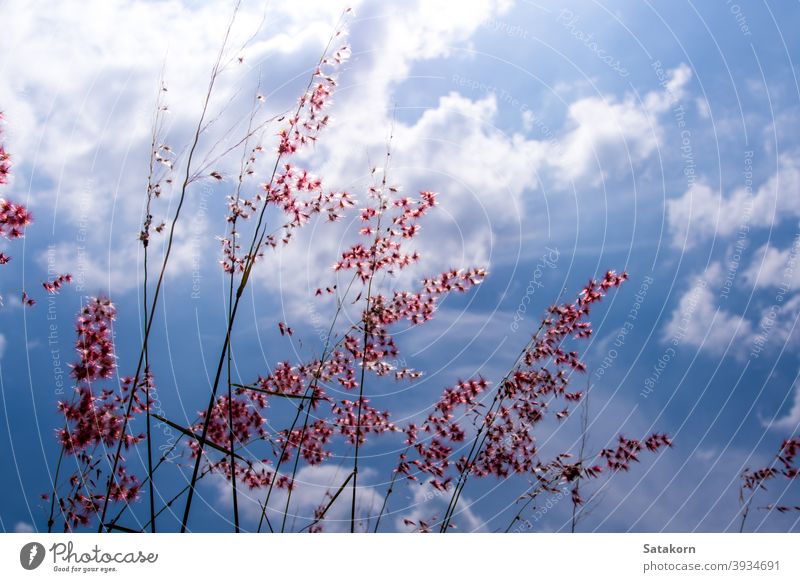 Natal ruby grass flowers in the bright sunlight and fluffy clouds in blue sky beautiful sunrise view morning day asia natal redtop natel weed background nature