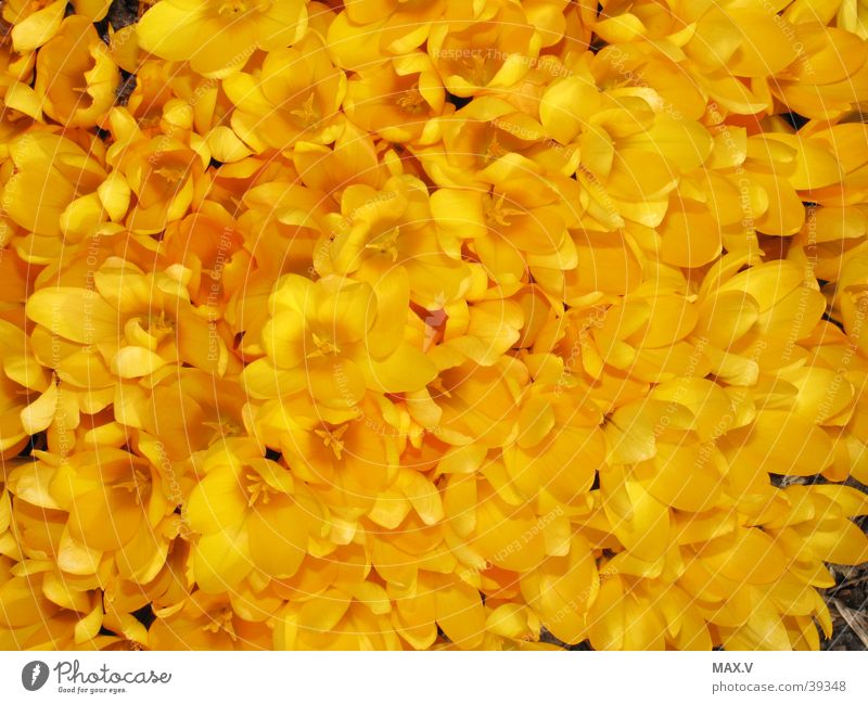 crocuses Crocus Yellow Blossom Spring Bulb flowers Plant