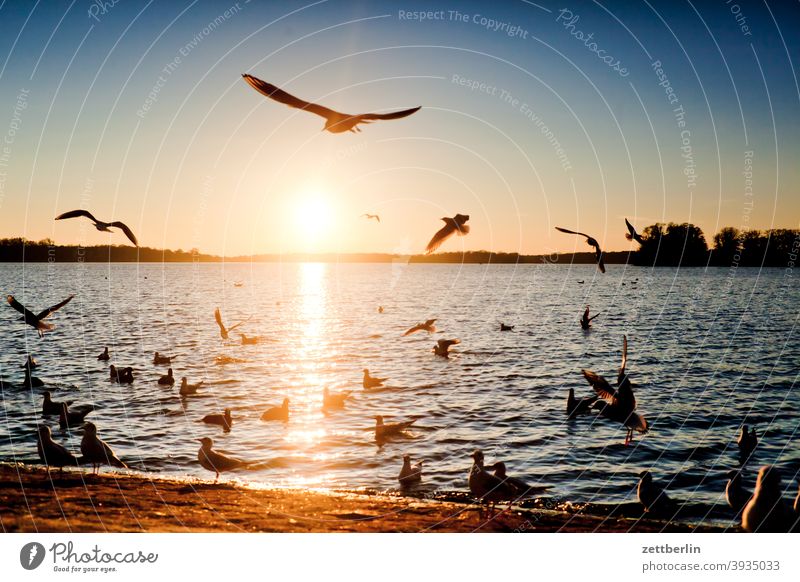Birds at Tegel Lake with sunset Berlin Flying Goose Body of water Havel Canadian goose Seagull Swan Sparrow tegel harbour Lake Tegel bank surrounding area Water