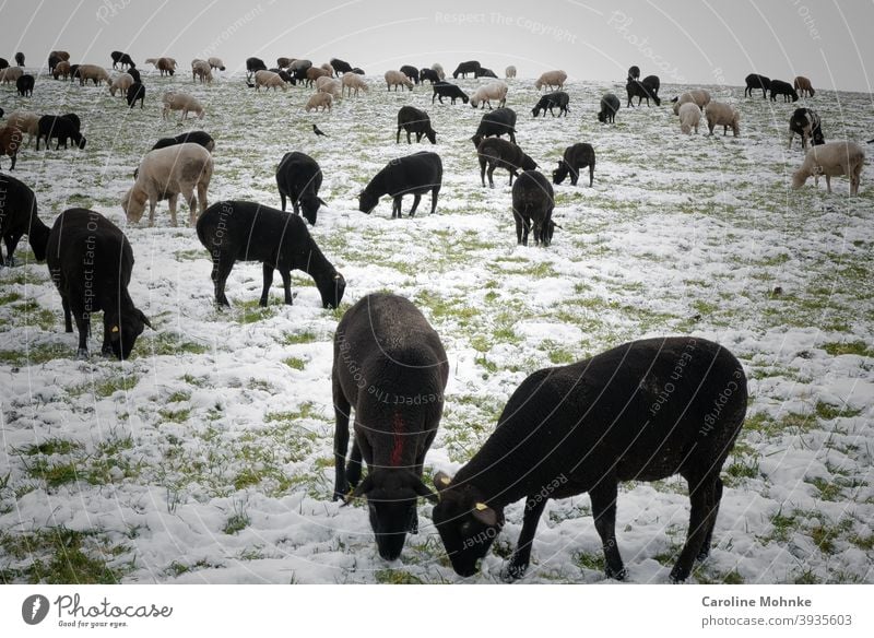 Black and white sheep in winter. Visit of a rabbit. Sheep Winter Farm animal Nature Exterior shot Landscape Flock Group of animals Herd Colour photo Meadow